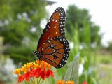 First Queen Butterfly of the Year on Tropical Milkweed