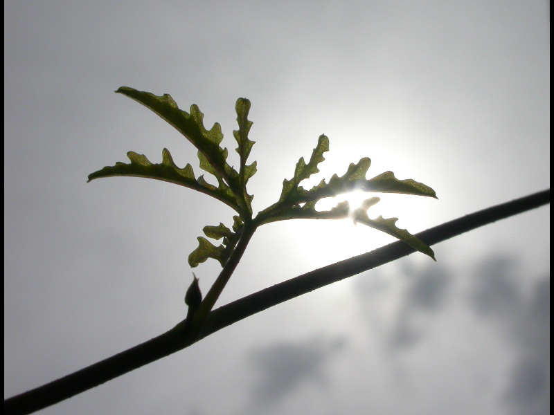 Leaf of Alamo Vine