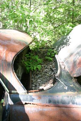 Old cars forgotten in the wood.
