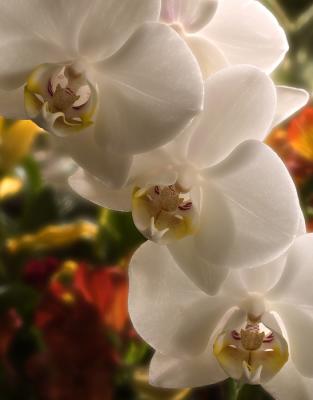 Orchid 1
