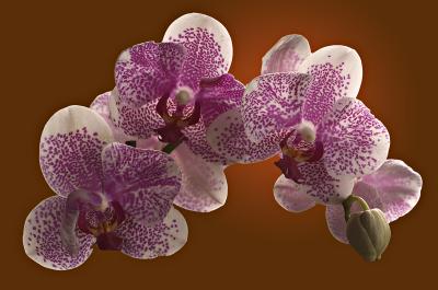 Orchid 2