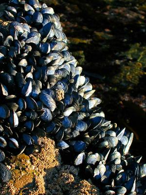u47/philinnz/medium/30037453.mussels.jpg