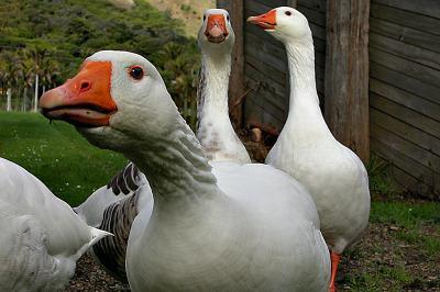 u47/philinnz/medium/30314089.geese.jpg