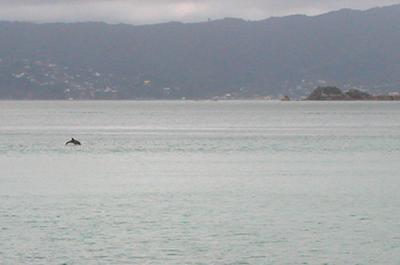 u47/philinnz/medium/40376076.DSCN0625_dolphin.jpg