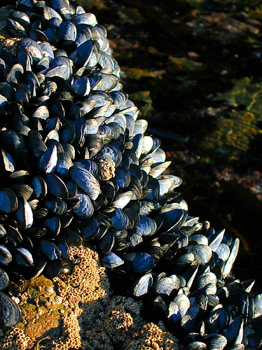 11 June 04 - Low Tide and Mussels
