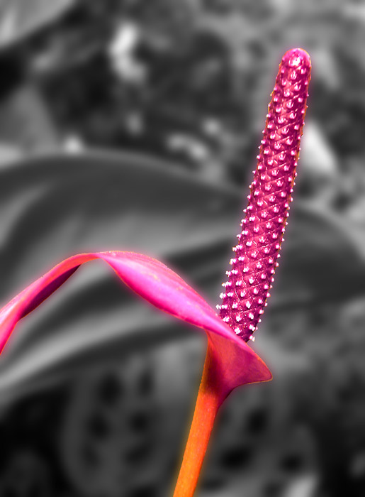 13 June 04 - Hot House Plant