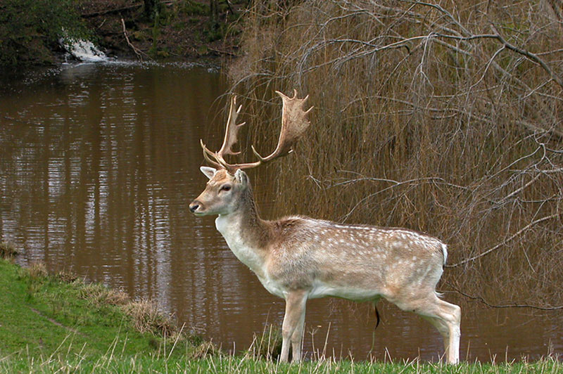 20 June 04 - Stag!