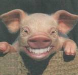 pig smile.jpg