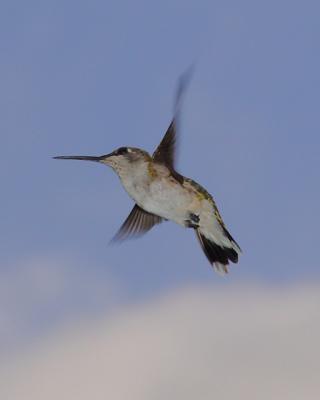 Blue Sky Hummingbird