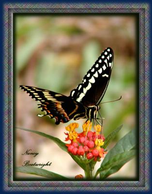 Palamedes Swallowtail on Milkweed