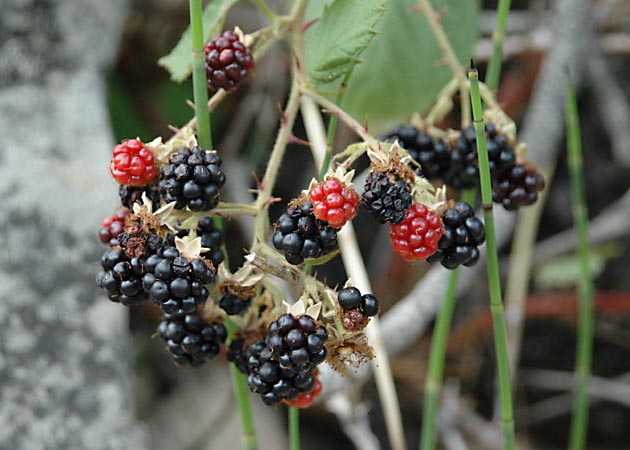 Yummmm....blackberries....