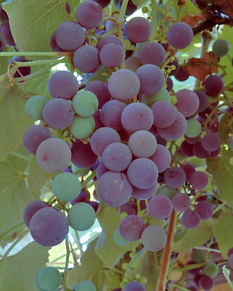 8x10 grapes_3440.jpg
