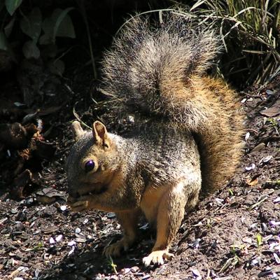 Z1 Squirrel