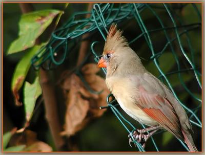 Cardinal-female