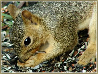 UZI-SquirrelHead