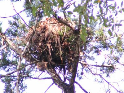 Z1-Nest