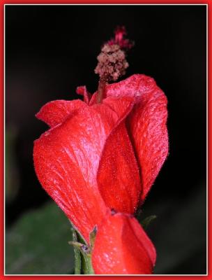 u47/photoman/medium/33997297.ColorfullWeed.jpg