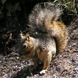 Z1 Squirrel