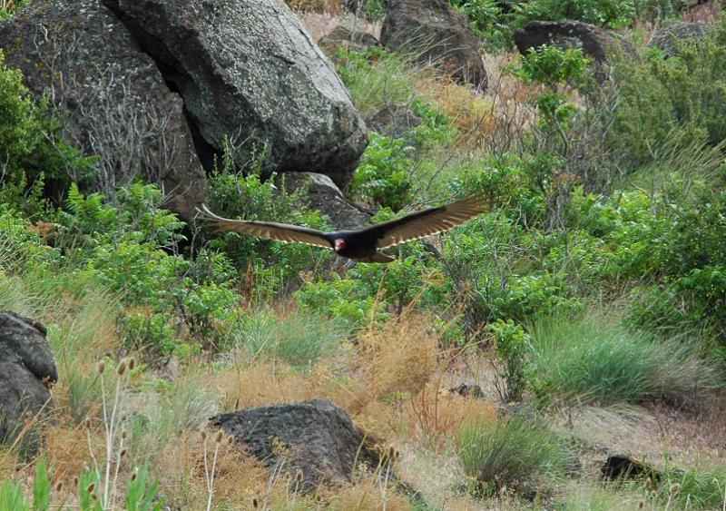 Turkey Vulture 0505-1j  Cowiche Canyon