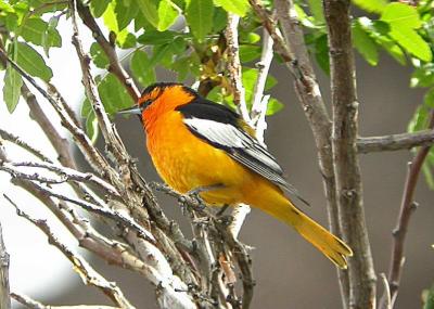 Bullocks Oriole 0504-2j  Cowiche Canyon