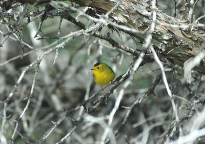 Wilson's Warbler 0504-1j  Umtanum Creek