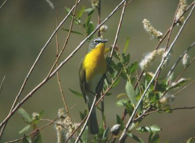 Yellow-breasted Chat 0504-1j Umtanum Creek