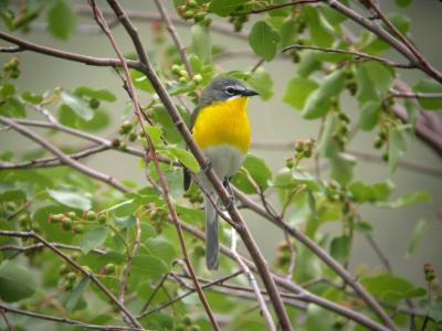 u47/photon180/medium/30285266.YellowBreastedChat05042j.jpg