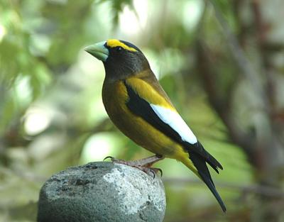 Evening Grosbeak 0504-3j Yard