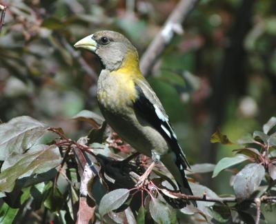 Evening Grosbeak Female 0504-3j Yard