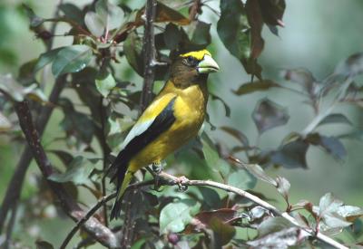 Evening Grosbeak 0504-4j Yard