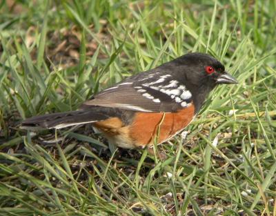 Spotted Towhee 0304-2j  Nile