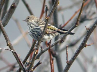 u47/photon180/medium/30554751.PineSiskin03041j.jpg