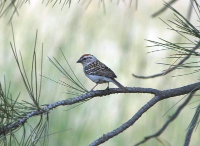 Chipping Sparrow 0704-1j  Wenas