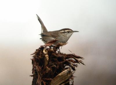 Bewicks Wren 0909-1j  Satus Ponds