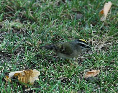 u47/photon180/medium/34076173.GoldenCrownedKinglet09041j.jpg