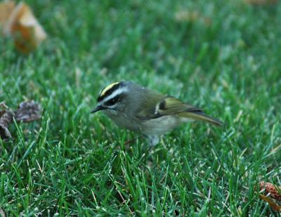 u47/photon180/medium/34076174.GoldenCrownedKinglet09042j.jpg