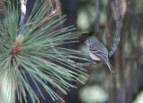 Hammonds Flycatcher 0504-2j  Upper Tieton River