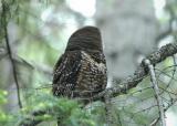 Spotted Owl 0604-5j  Chinook Pass