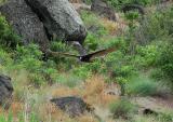 Turkey Vulture 0505-1j  Cowiche Canyon
