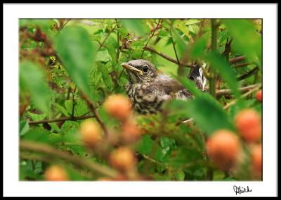 Second Fledgling--Safe in the Berry Bushes