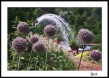 Echinops with Curved Fountain Splash