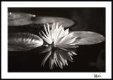 Water Lily/Reflections in Still Water