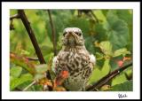 Tale of Three Mockingbird Fledglings