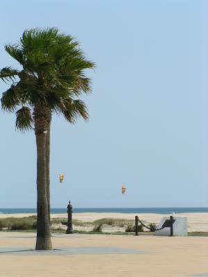 Palmera al viento