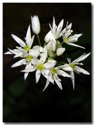 Aillum ursinum