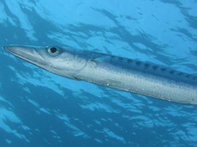 u47/pierbase/medium/30838983.yellowtailbarracuda.jpg