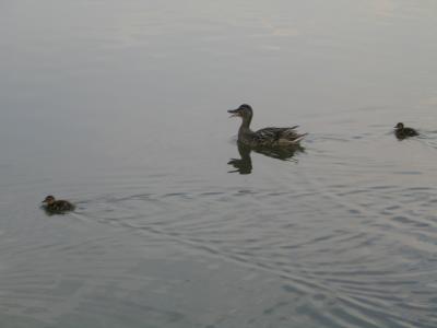 u47/pippo5/medium/30008695.106_0628reflection.jpg