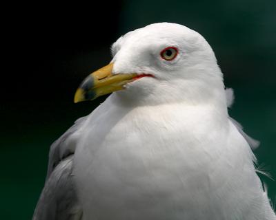 Friendly Seagull