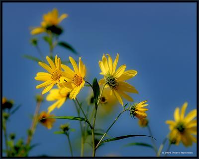 Late Summer Sunflowers