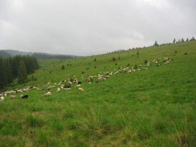 136-3611_IMG.JPG